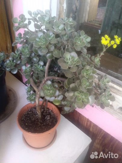 Кливии в цвету