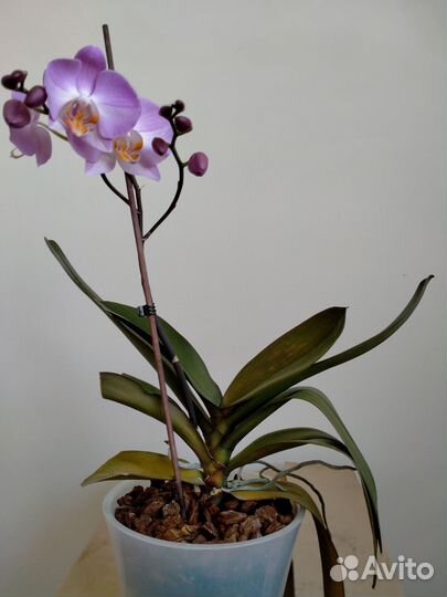 Орхидея фаленопсис