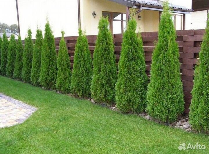 Туи 150 см