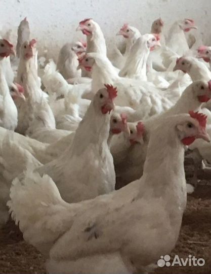 Куры молодки рыжие белые доминанты
