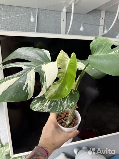 Монстеры альбы растения и детки