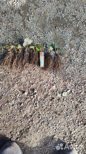 Саженцы клубники,малины,ежевики,голубики