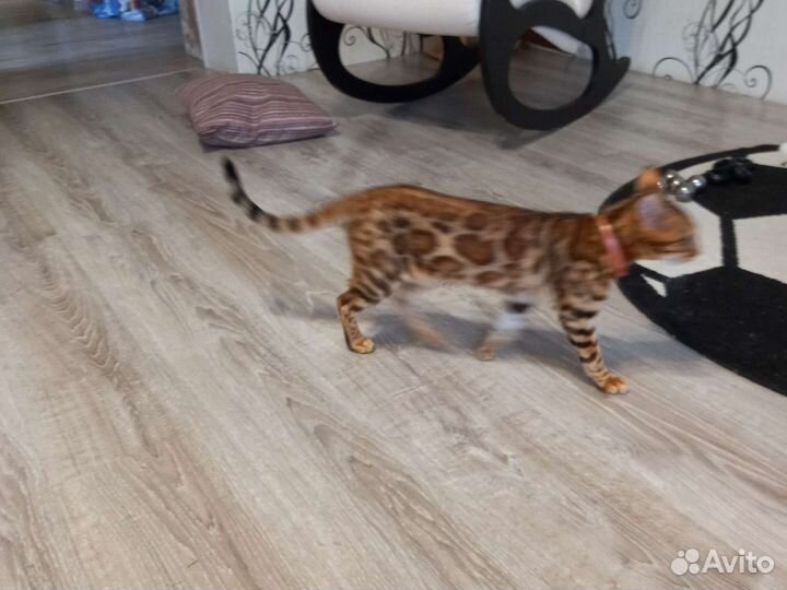 Бенгальская