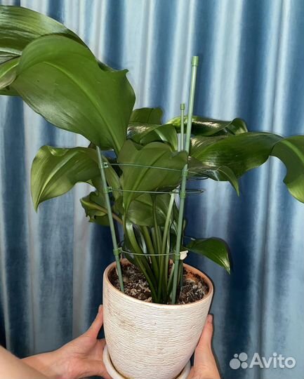 Эухарис амазонская лилия