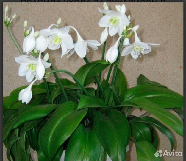 Эухарис амазонская лилия