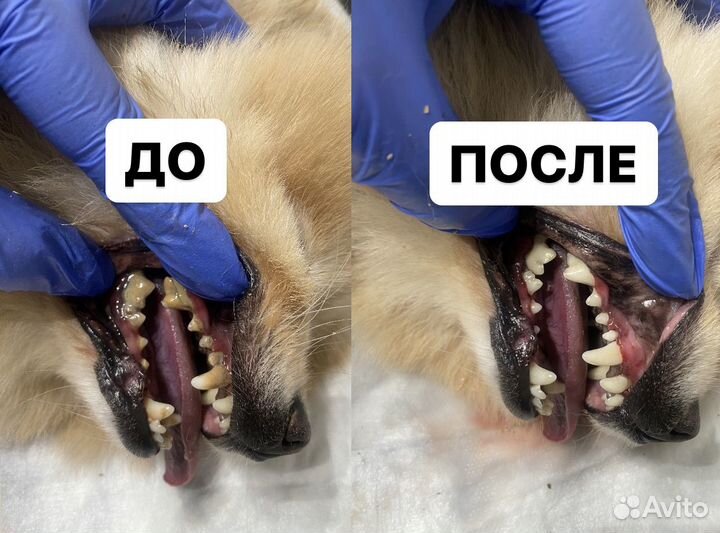 Ультразвуковая чистка зубов собакам и кошкам