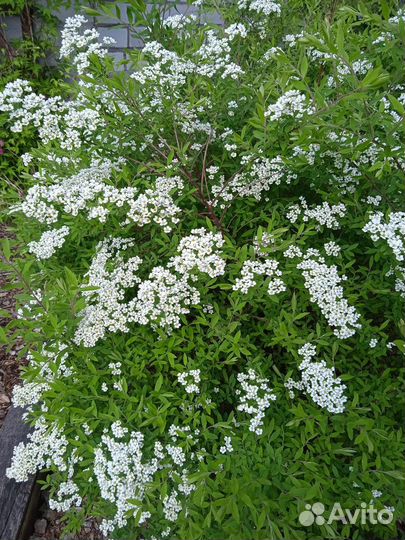 Спирея серая Грефшейм