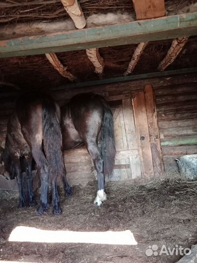 Жеребчики годовалые, на откорме один месяц