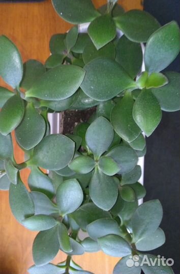 Домашние цветы