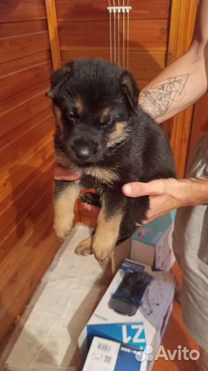 Немецкая овчарка