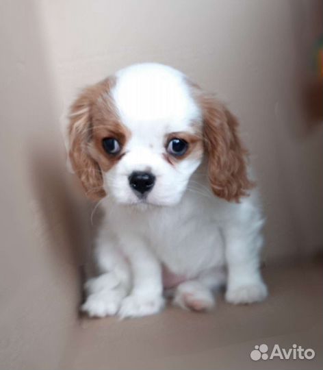 Кавалер кинг чарльз спаниель, девочки