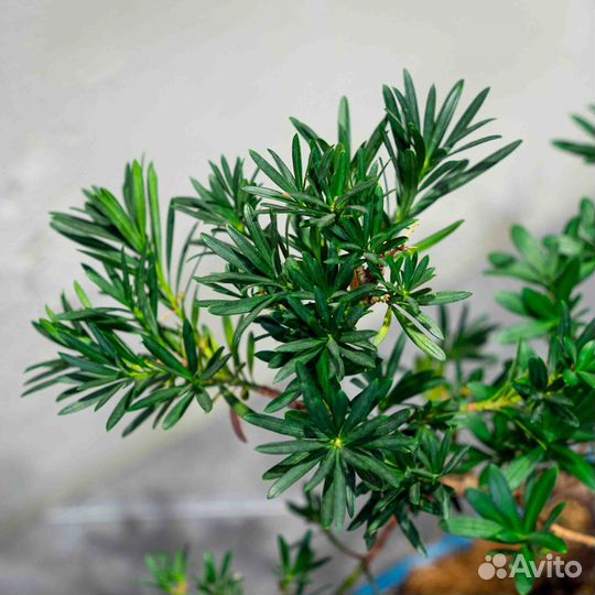 Дерево Бонсай - Подокарпус 14 лет