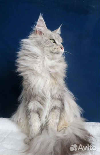 Кошки мейн кун