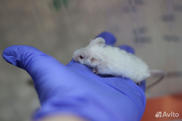 Кудрявые мышки тексель