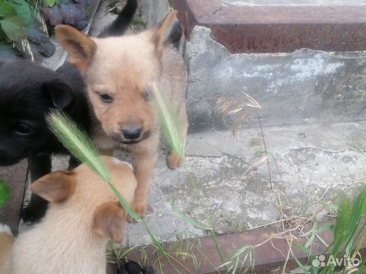 Отдам бесплатно щенки