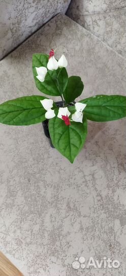 Клеродендрум