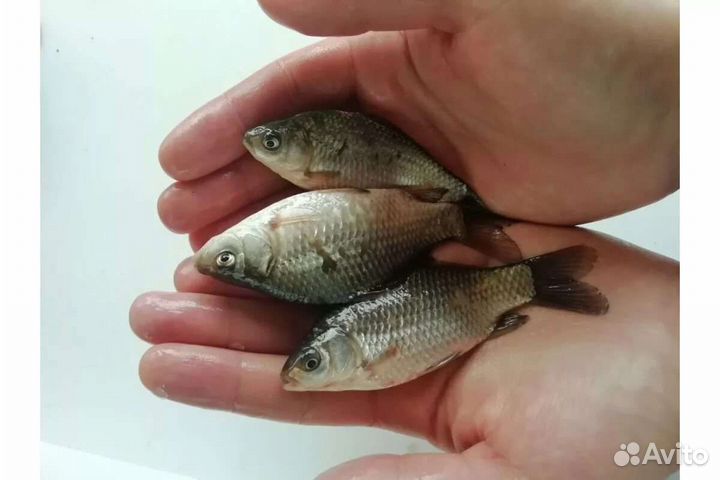 Живец карась 5-10см