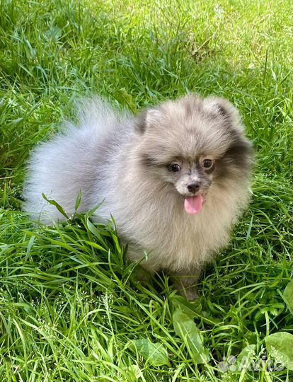 Щенки шпица