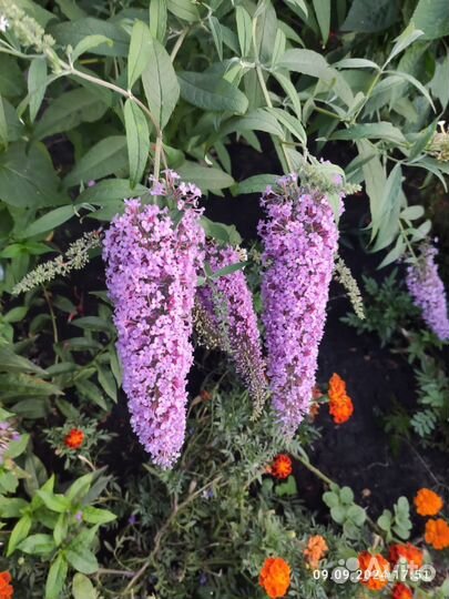 Саженцы Буддлея Давида