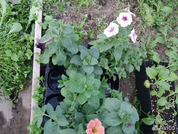 Рассада петунии