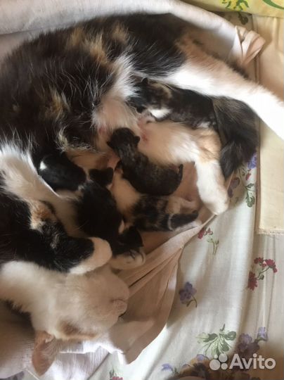 Котятки в добрые руки бесплатно