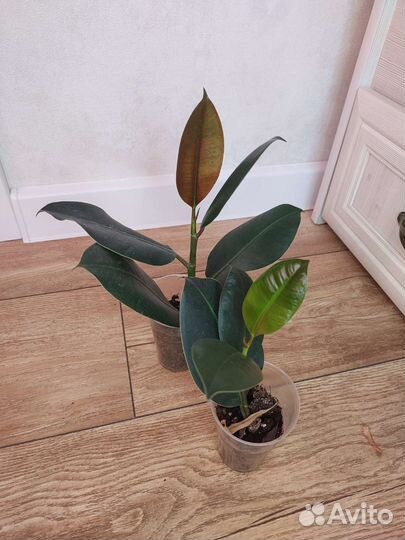 Фикусы сортовые