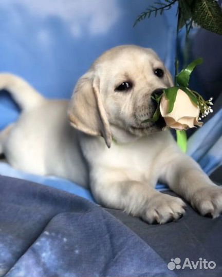 Палевые щенки