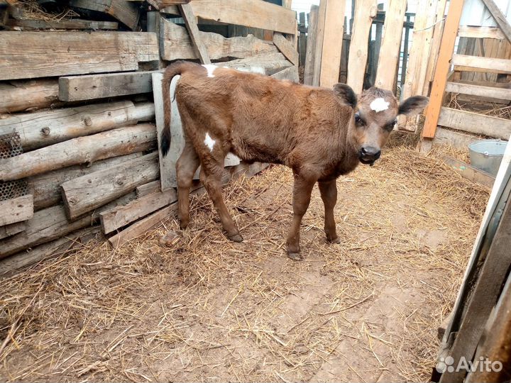 Телка продам