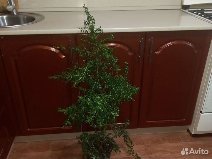 Дерево мирт.цветет белыми цветочками