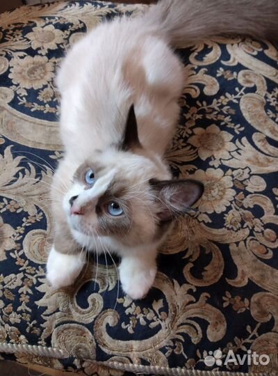 Кошки