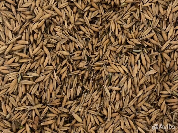 Овёс для проращивания настоев заваривания