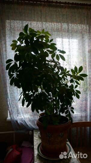 Цветок шеффлера + керамический горшок