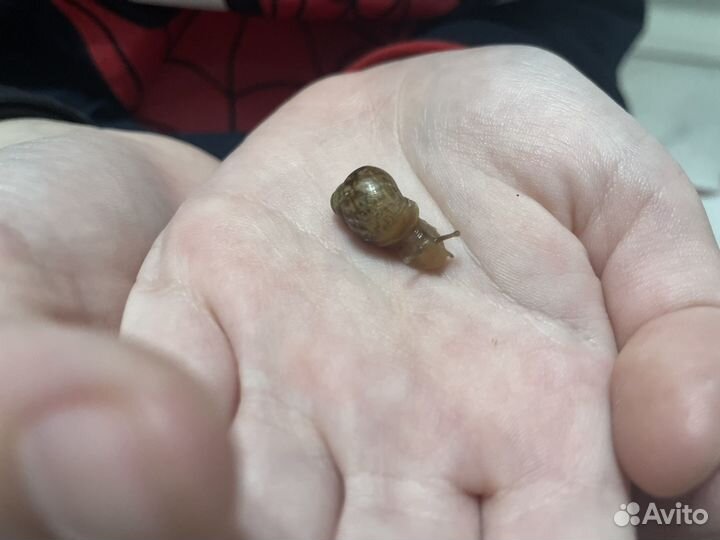 Улитка Ахатин (Африканская, гигант)