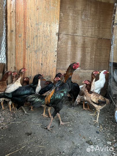 Бойцовые куры