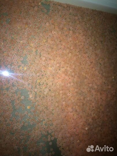 Живая форель доставка. Оптом