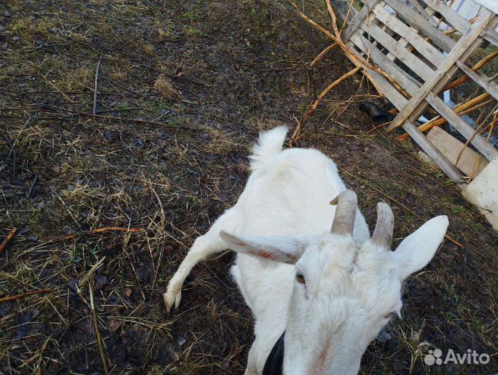 Козы и козлы