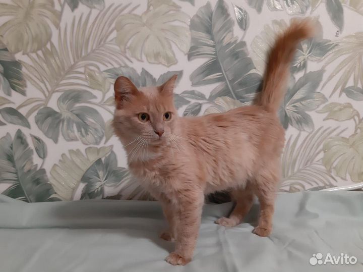 Рыжий кот в добрые руки