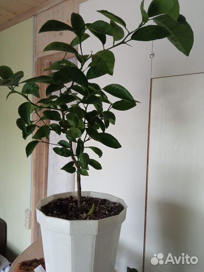 Мандариновое дерево