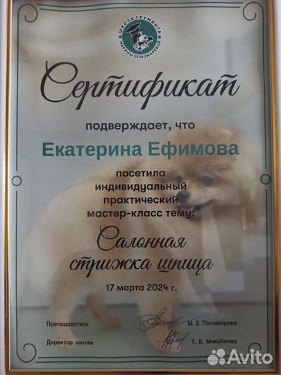 Груминг шпицы, стрижка, экспресс-линька кошек