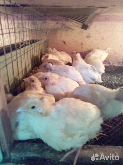 Перепелки молодняк