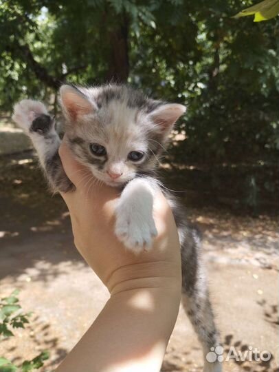 Кошка в дар