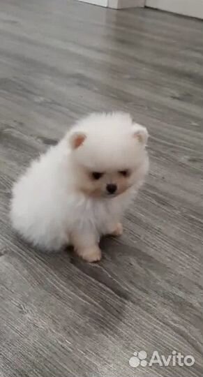 Щенки померанского шпица