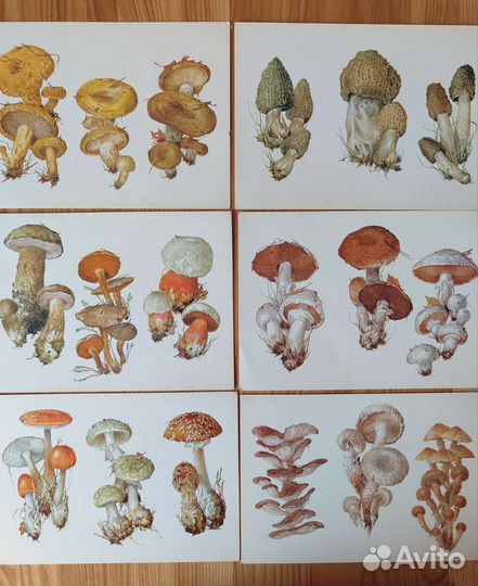 Набор открыток СССР А. К. Шипиленко 1990 гг