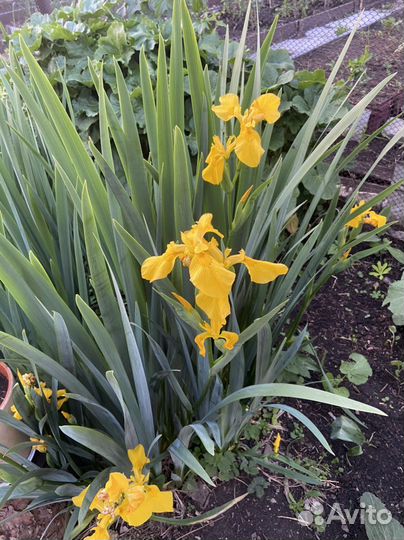 Ирис сортовой