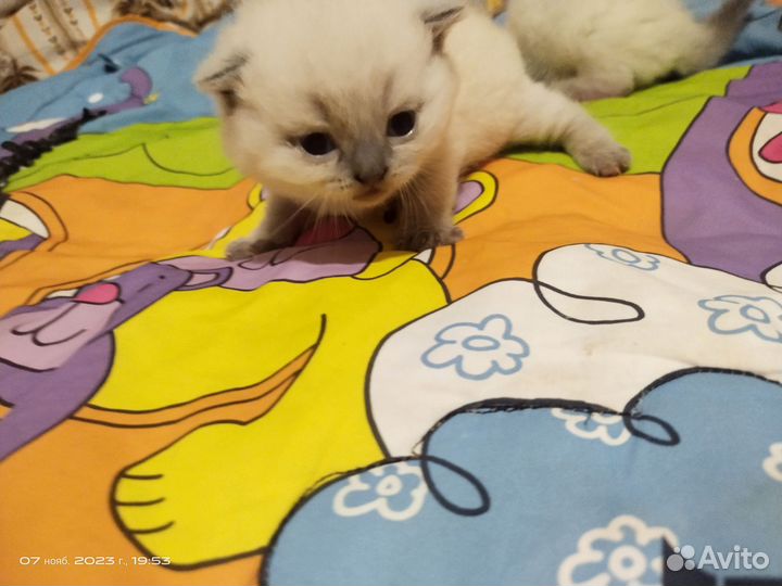 Шотландские котята