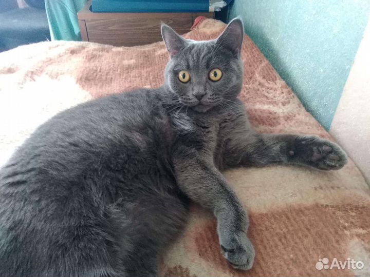 Кошки в добрые руки бесплатно