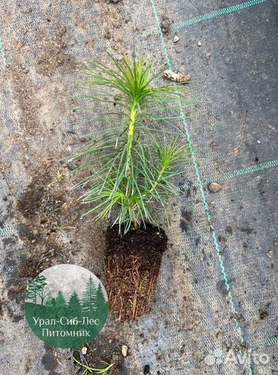 Сеянцы зкс Сосна окс Ель Лиственница Горная