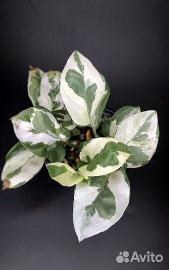 Эпипремнум Энджой