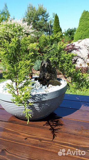 Бонсай садовый