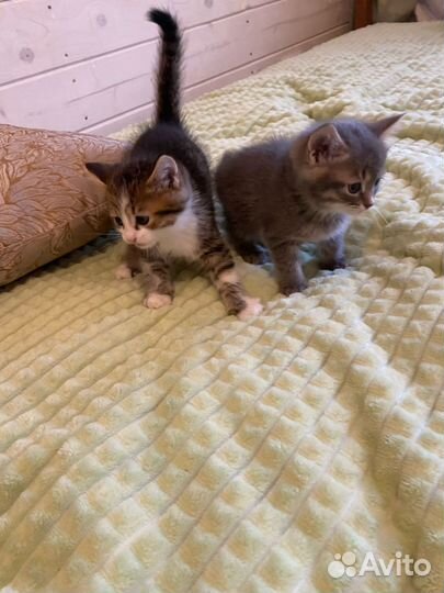 Котята в добрые руки бесплатно